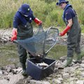 Ile martwych ryb znaleziono w Niemczech? W końcu jest odpowiedź