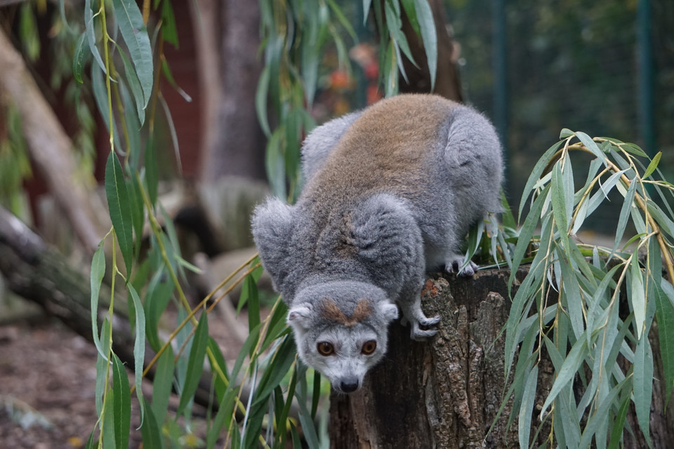 Lemur koroniasty