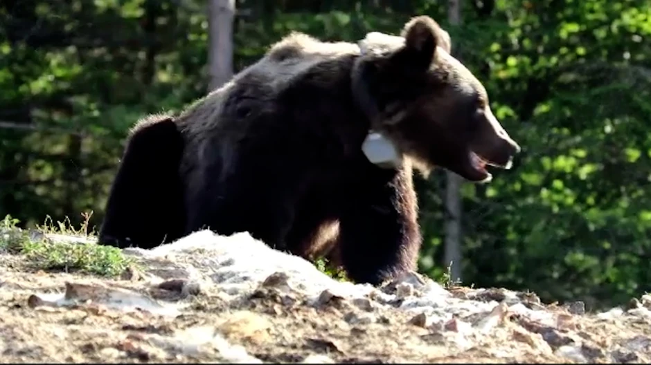 Medved, ilustracija.