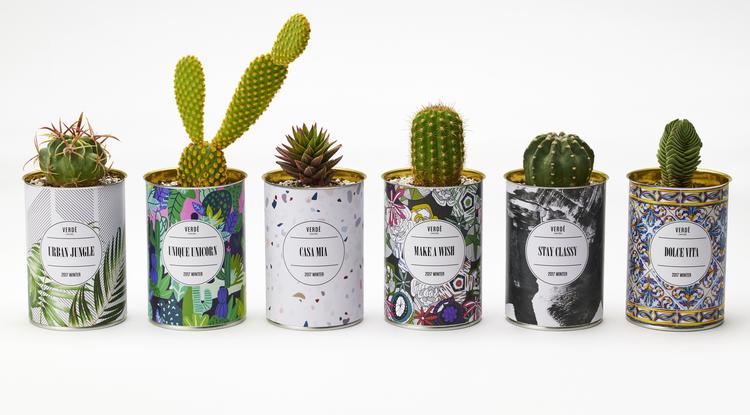 A természet dizájnba öntve – Megérkezett a Verdé új kaktusz kollekciója