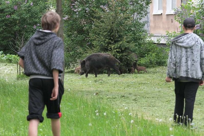 Dziki pokazały dzieciom, jak żyją "miastowi"