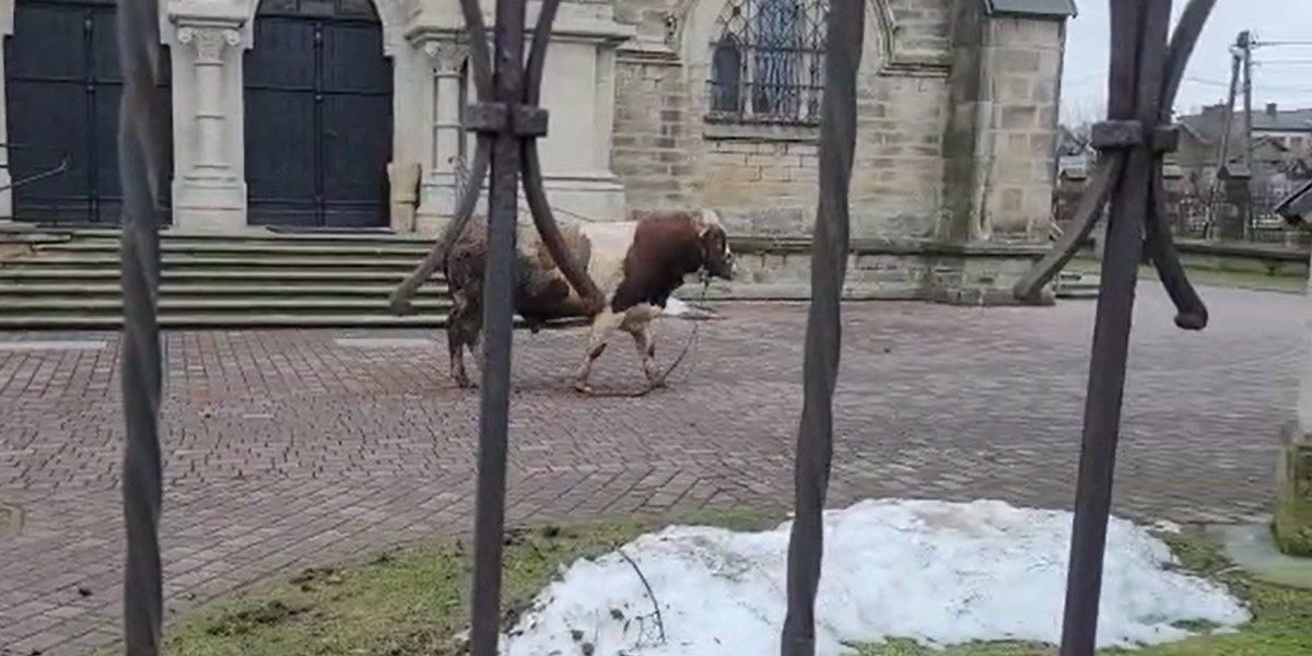 Byk siał postrach w centrum Ciężkowic.