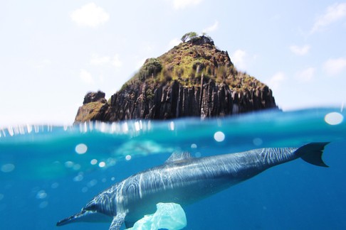 dolphin and plastic bag