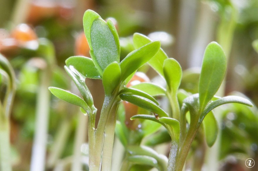 Rzeżucha (Lepidium sativum)