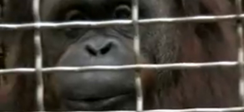 Orangutany też umieją gwizdać