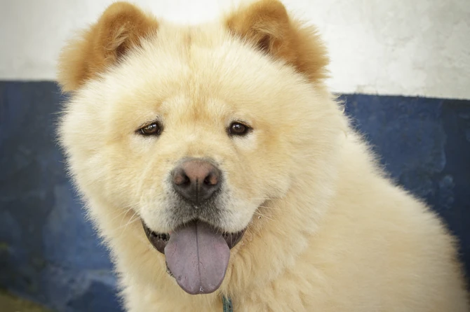 Čau Čau jedna je od najzahtevnijih rasa pasa