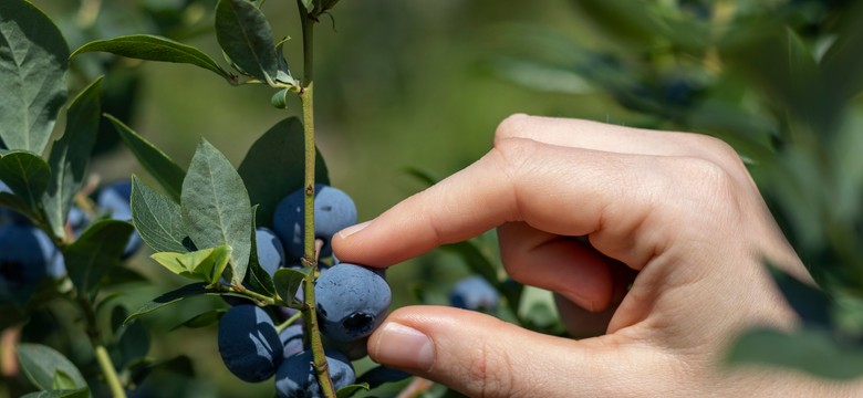 Borówka amerykańska potrzebuje tego w trakcie i po kwitnieniu. Owoce będą wyjątkowo słodkie
