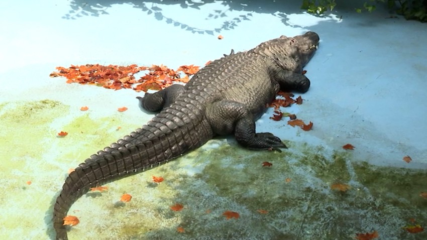 Aligator