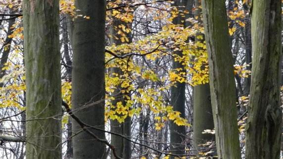 Las z Polski na liście światowego dziedzictwa UNESCO!