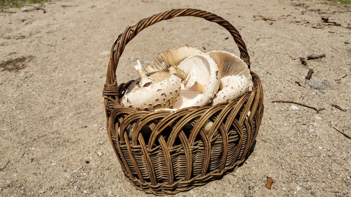 Grzybobranie grzyb czubajka kania grzyby