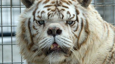 Oto dlaczego nikt nie powinien hodować białych tygrysów