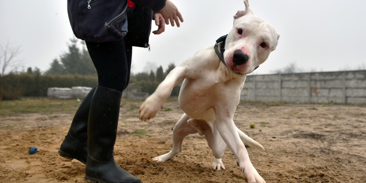 Pies Albiś jest już gotowy do adopcji 