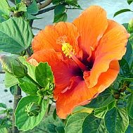 hibiszkusz-noveny-d0000125Bda74880c3497