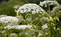 Uwaga na bardzo groźny Barszcz Sosnowskiego! PORADY EKSPERTA