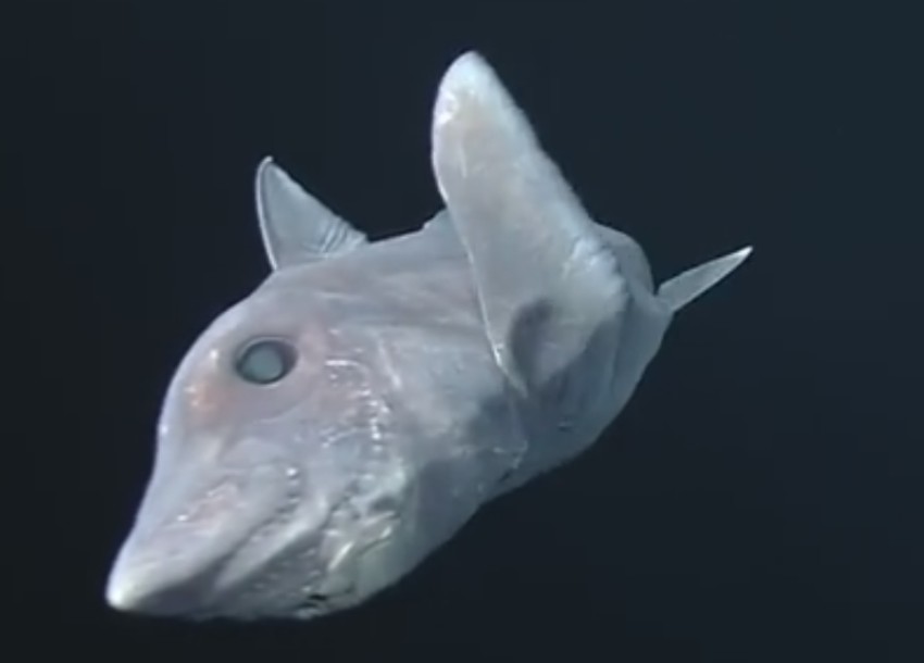 Vrsta starija od dinosaurusu: Himera se izdvojila iz roda ajkula pre 300 miliona godina 