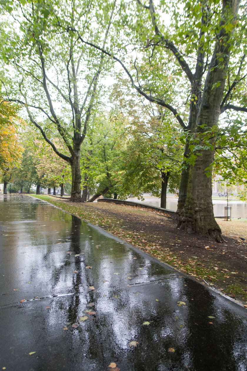 Poznański ZZM zamówił 10 drzew za 30 tys. złotych