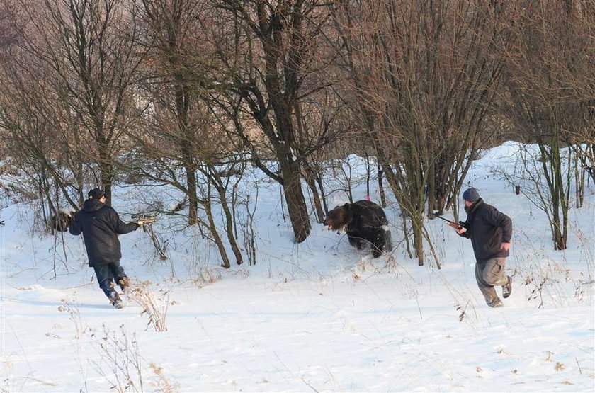 Niedźwiedź dostał dwa strzały i się wnerwił! FOTO