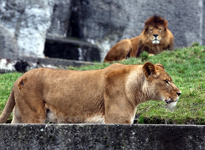 Wiosna w warszawskim ZOO