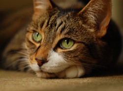 Jak kot został narkomanem