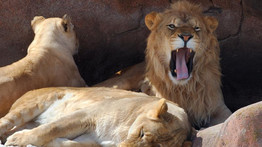 Életveszély! Tizennégy oroszlán eltűnt, vadőrökkel kerestetik a ragadozókat