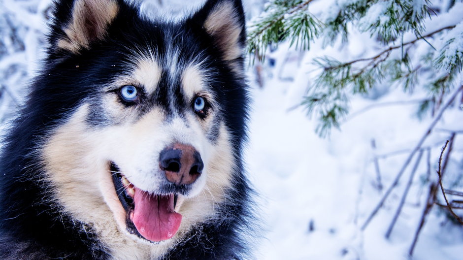 Husky syberyjski - fot. borboletadosol/pixabay.com