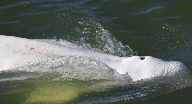 A beluga whale is seen swimming up France's Seine river, near a lock in Courcelles-sur-Seine, western France on August 5, 2022. - The beluga whale appears to be underweight and officials are worried about its health, regional authorities said.