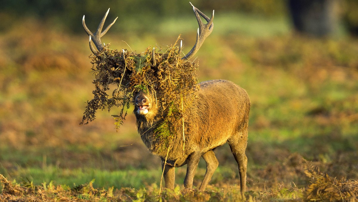 BAD HAIR DEER / BAD HAIR DEER /1435745