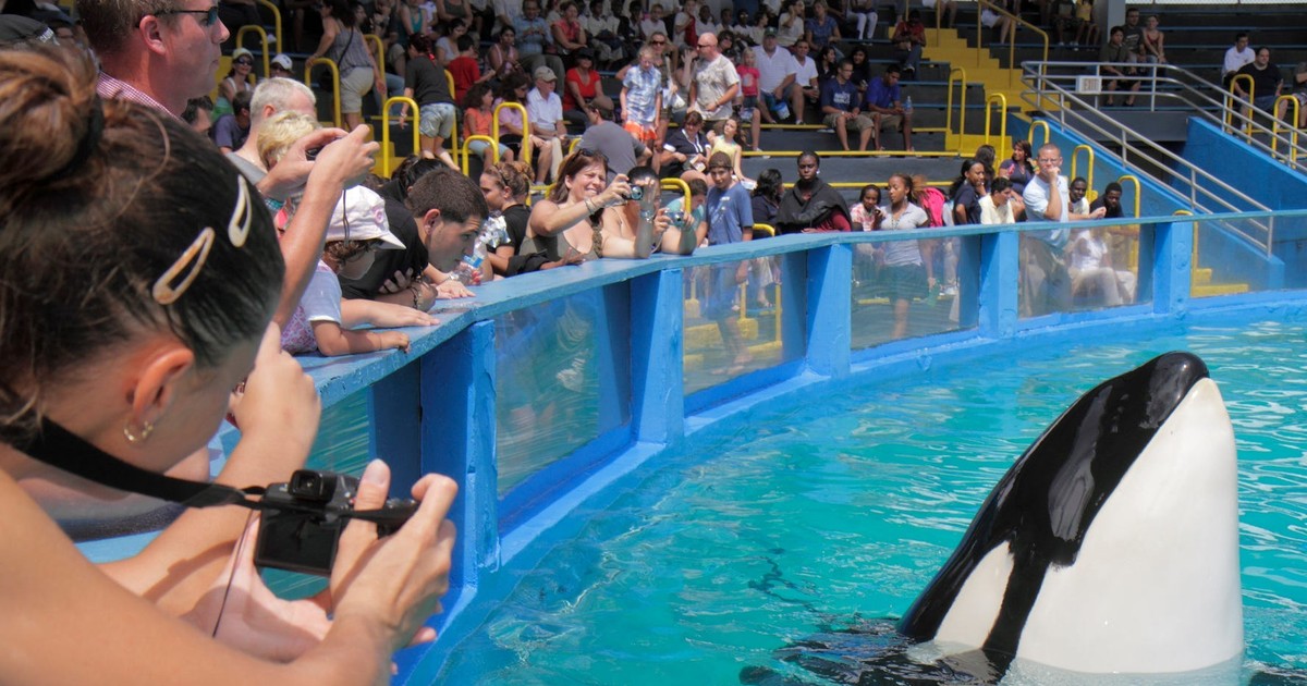 A billionaire wants to use a cargo plane to fly an orca to freedom ...