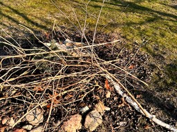 palenie gałęzi na własnej działce w 2026 roku - co mówią przepisy? czy można palić gałęzie na własnej posesji? przepisy i kary 2026