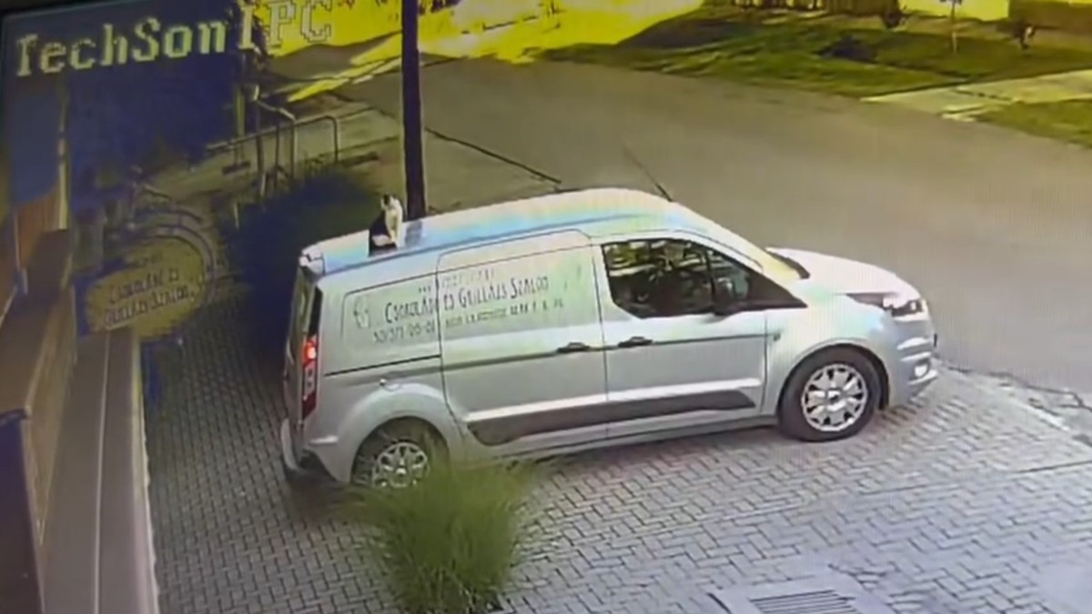 Sztár lett a cukrászmester furgonján utazó macska: már másfélmillió ember látta Matilde kalandját – videó