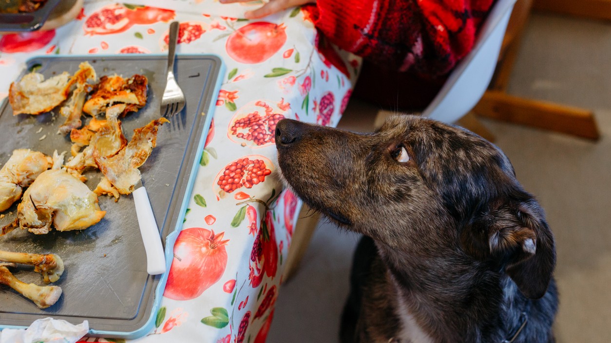 Psy ani mačky by ste nemali kŕmiť zvyškami zo stola.