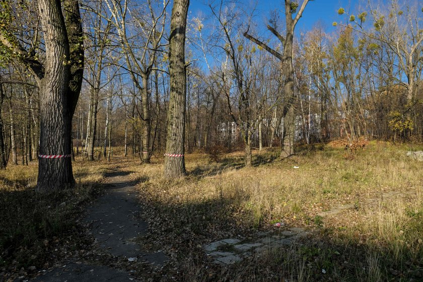 Spółka Green Park Silesia chce wyciąć w pień 1300 drzew!