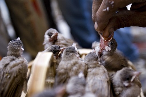 IRAQ-ECONOMY-MARKET-PETS