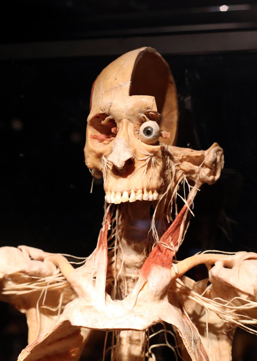 wystawa „Body Worlds"