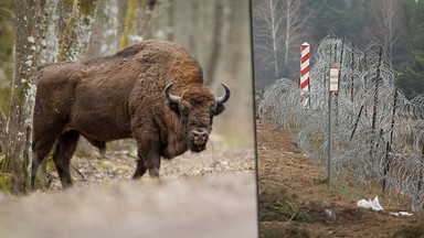 20 żubrów utknęło między granicznymi zasiekami