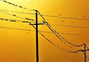 ČOKA-Čvorci na dalekovodu 1