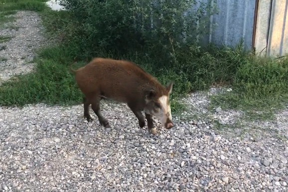 (VIDEO) OVO SE NE VIĐA SVAKI DAN! Divlja zver ušetala u Mrčajevce, pa uradila NEŠTO NEVEROVATNO