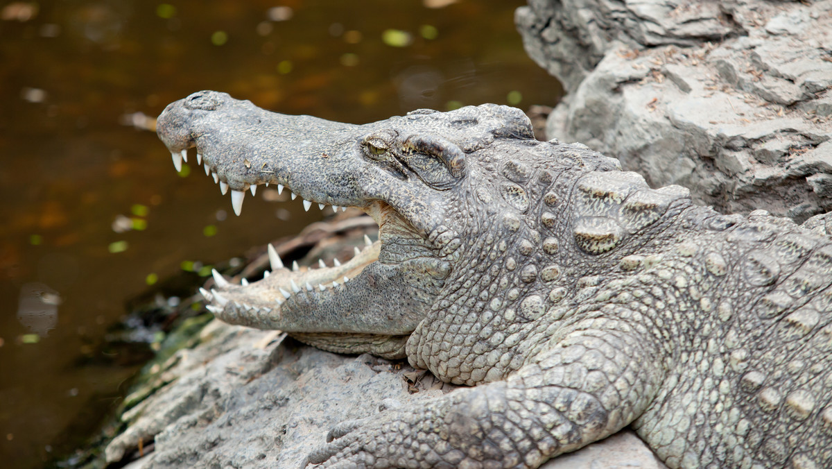 W tajlandzkim parku narodowym Khao Yai krokodyl ugryzł w nogę turystkę z Francji. Chciała zrobić sobie z nim zdjęcie i podeszła zbyt blisko.