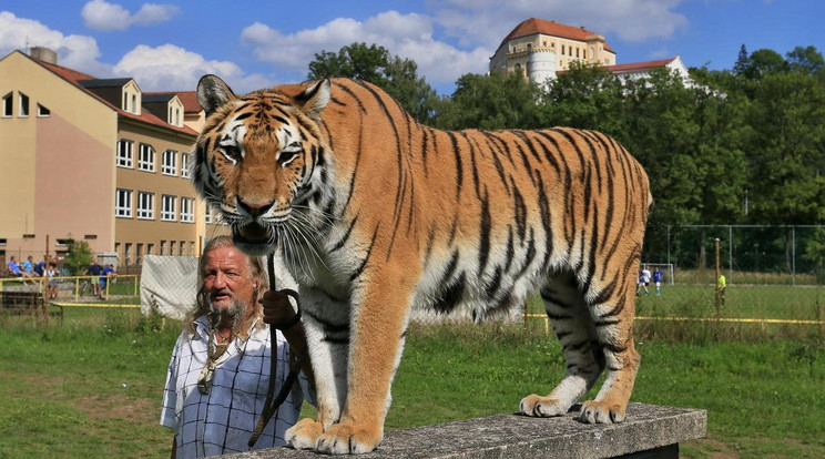 Hazi tigris Csehországban