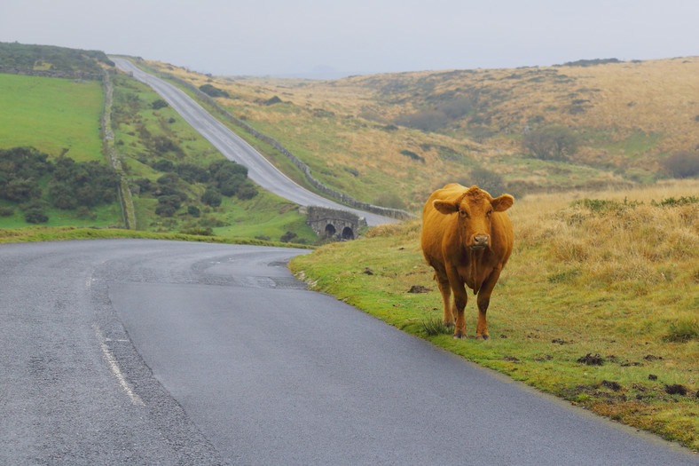 Dartmoor