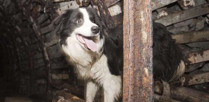 Tak pies służy człowiekowi. Zobacz, jak się za to odwdzięcza