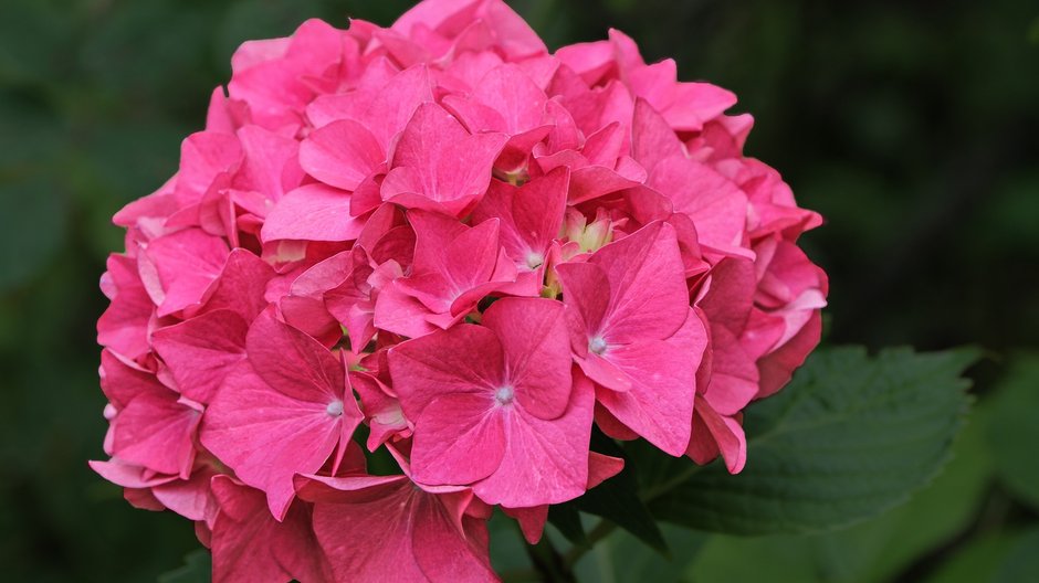 Hydrangea macrophylla - fot WolfBlur/pixabay.com