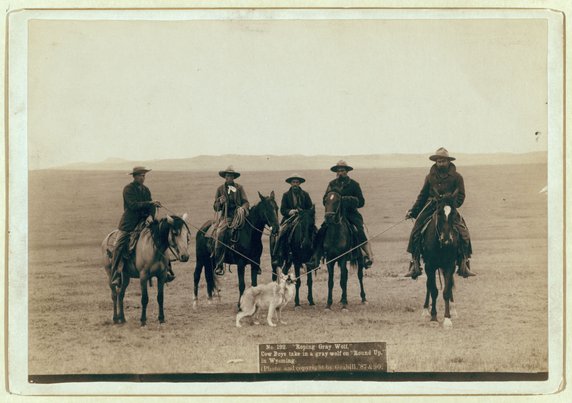 Piątka kowbojów z uwiązanym białym wilkiem (Wyoming, 1887r., domena publiczna).