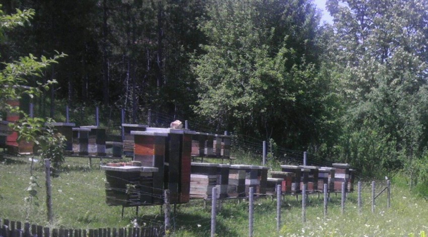 Pčelinjak porodeice Masal letos, pre napada medveda...   ...i posle pet noći koliko je medved dolazio na besplatnu večeru