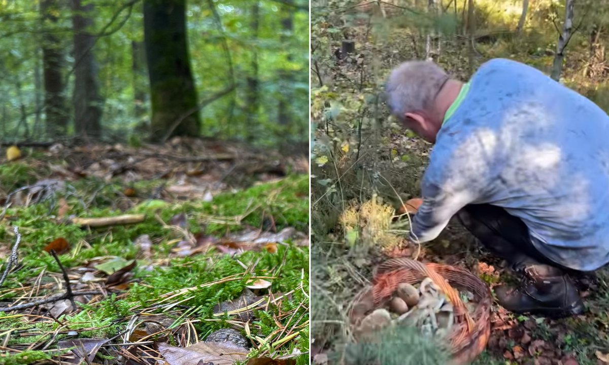 Grzybiarz pokazał, co znalazł w lesie. "Dorodny i piękny, aż dech zapiera"