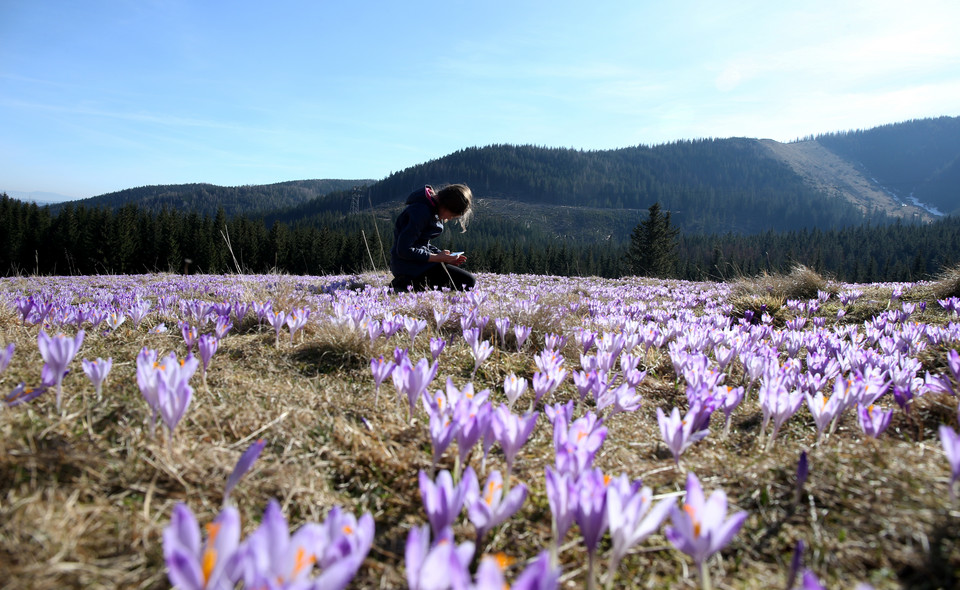 Kwitnące krokusy na Polanie Kalatówki w Tatrach