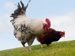 Od piątku w Kowiesach siedzą... na bombie. Ale kurnik działa