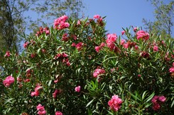 Liście oleandra żółkną i opadają? Dlaczego oleander gubi liście? Czego nie lubi oleander?