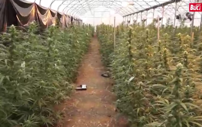 Marihuana zaplenjena u "Jovanjici"