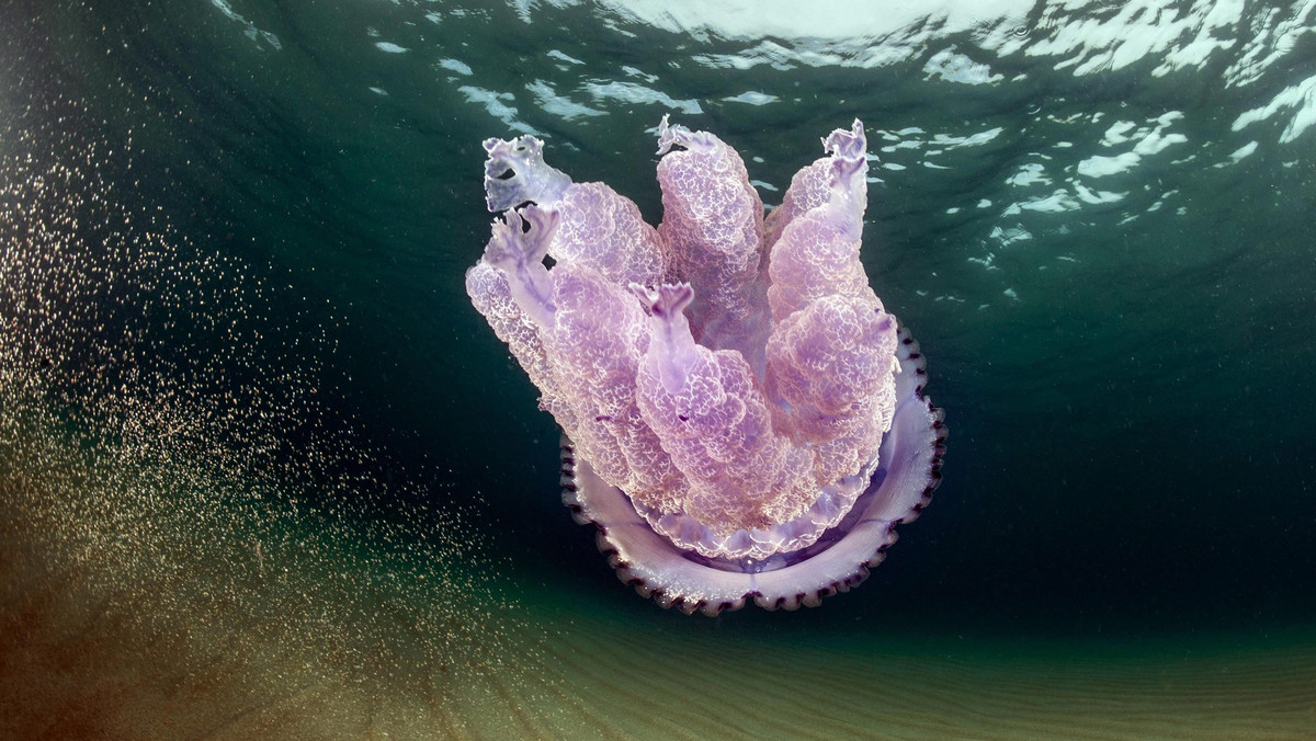 ITALY NATURE (Jellyfishes close to Sardinia's Coast)